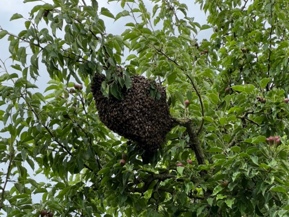Zwerm in een perenboom