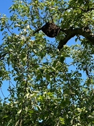 Zwerm in hoogstam appelboom