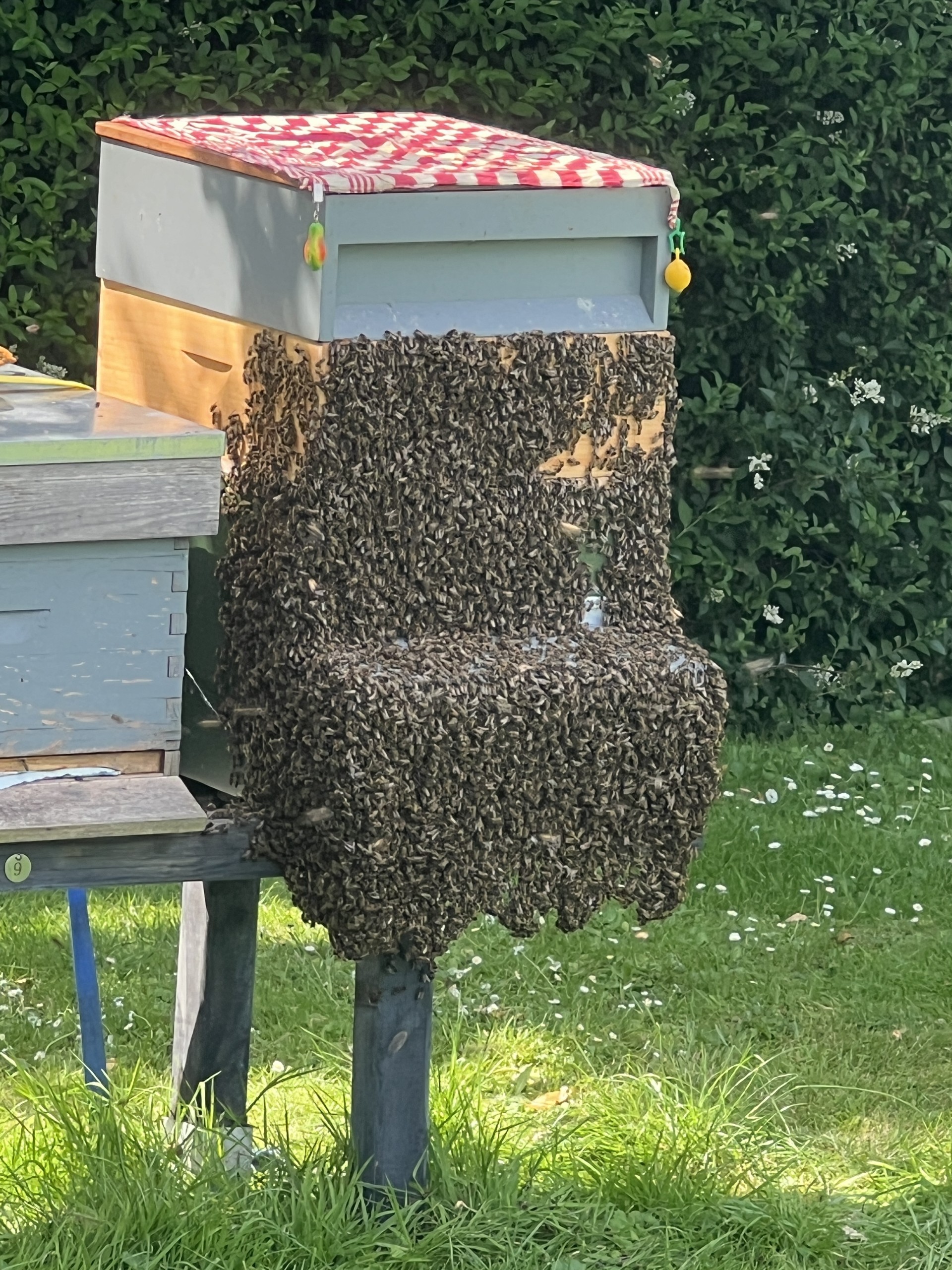 Dit volk is gaan zwermen maar heeft een geknipte moer. Deze moer lag voor de kast in het gras. Alle doppen verwijderd en de moer weer in de kast gedaan. Resultaat zie foto.